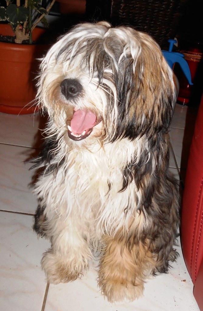 Isa-Bo