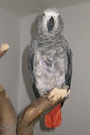 Unser Rudi